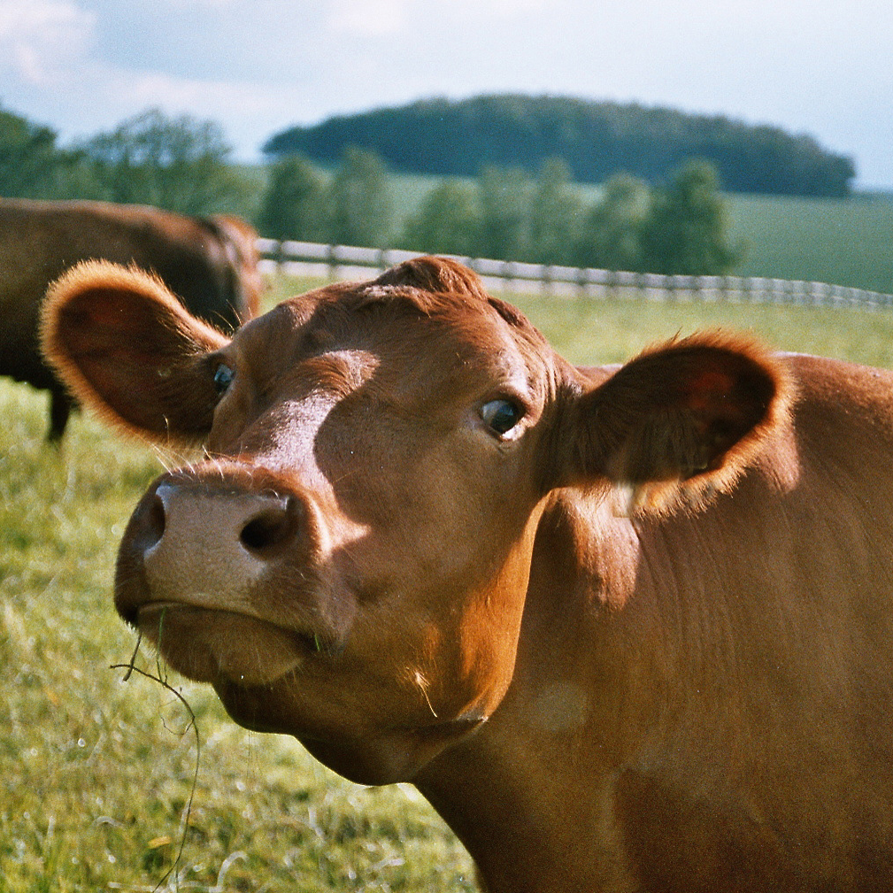 Anguszucht und Landwirtschaft